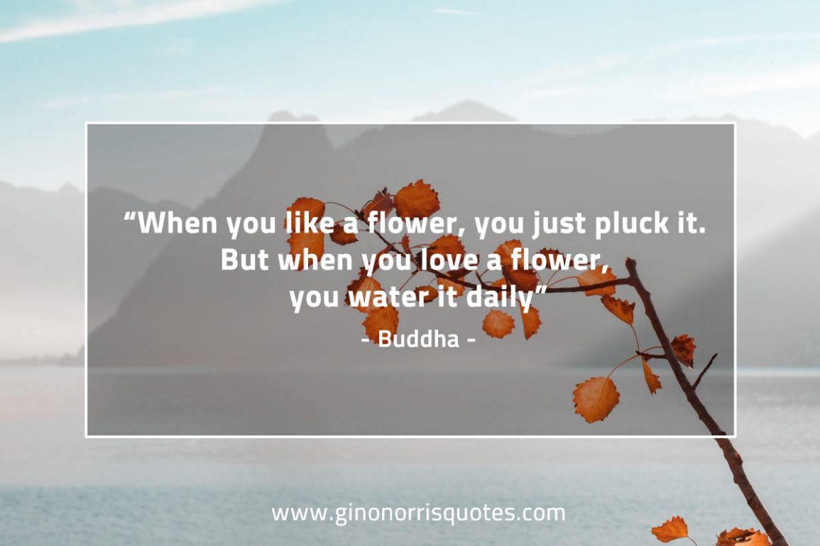 When_you_like_a_flower-BuddhaQuotes